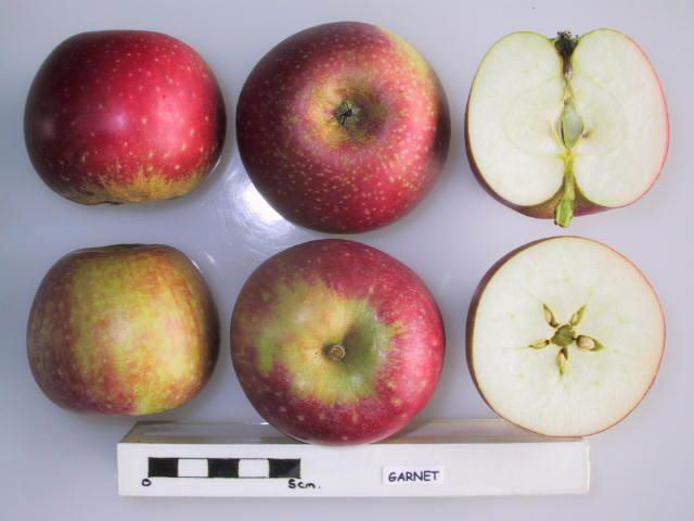 Garnet Apple - Half-Standard MM106