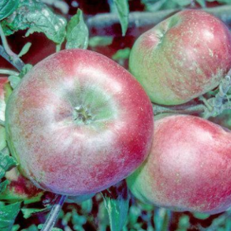 Gascoyne's Scarlet Apple - Stepover