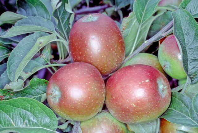 George Cave Apple MM111 - Half-Standard