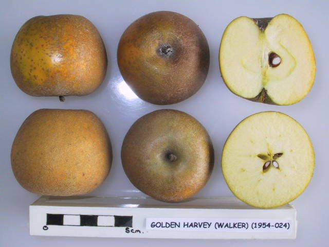 Golden Harvey Apple - Stepover