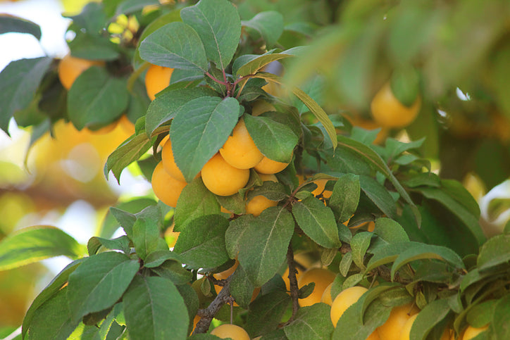 Coe's Golden Drop Plum - Bush
