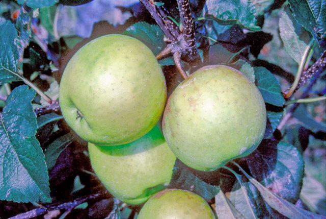 Greensleeves Apple - Espalier (1 Tier)