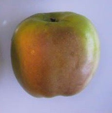 Holland Pippin Apple - Half-Standard MM106