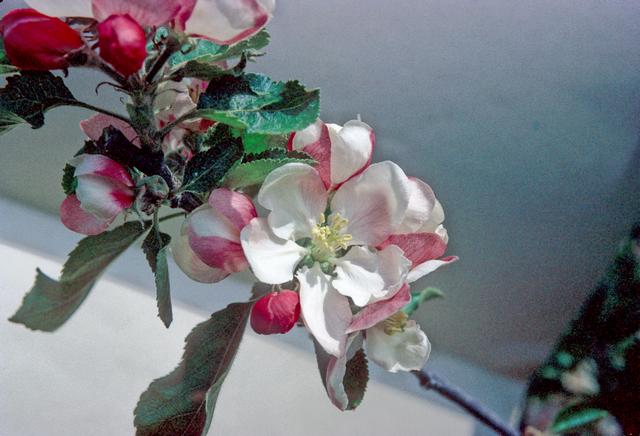 Holstein Apple -  Half-Standard MM106