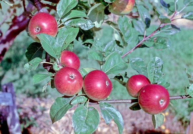 Hounslow Wonder Apple - Half-Standard MM106