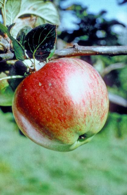 Howgate Wonder Apple - Stepover