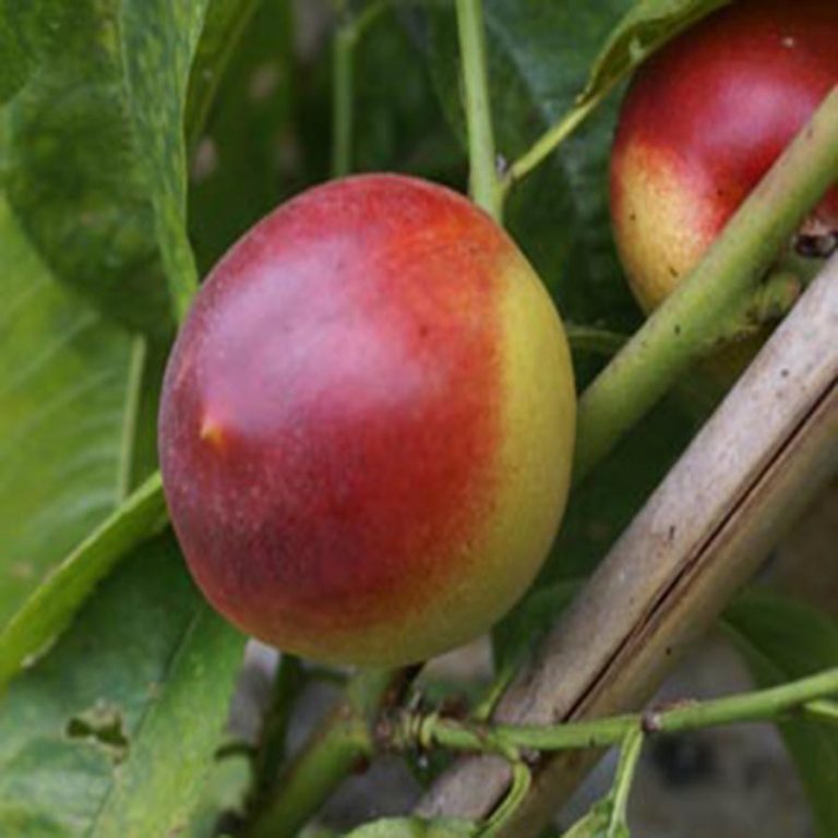 Humboldt Nectarine - FAN Trained (Mature specimen)