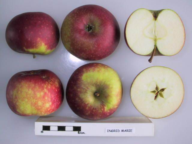 Ingrid Marie Apple - Full Standard (M25)