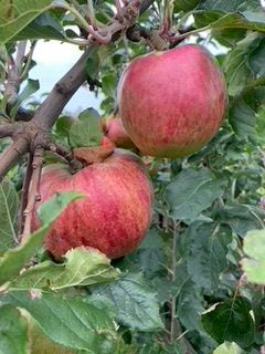 Isaac Newton Apple - Espalier (2 Tier)