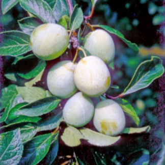 Jefferson's Gage FAN Trained Tree