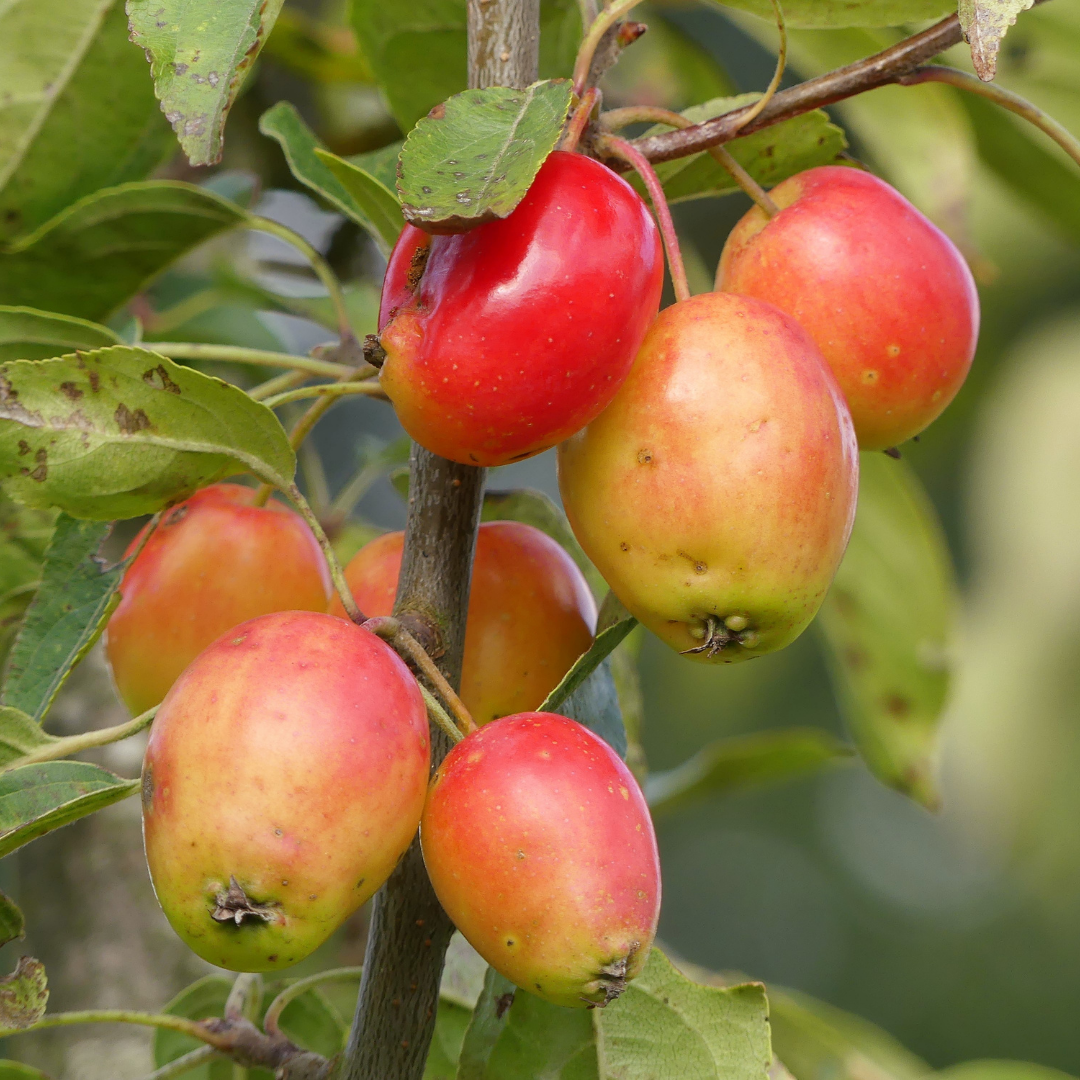 Malus John Downie Crab Apple - Espalier 1 Tier