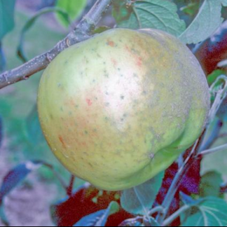 Lady Sudeley Apple - Espalier 1 Tier