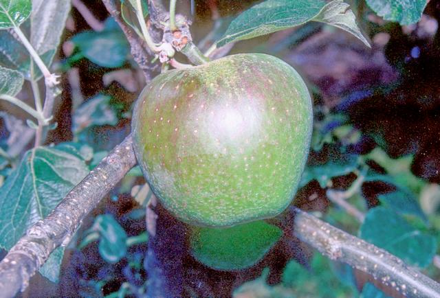 Lord Burghley Apple (Dwarf) Patio Tree