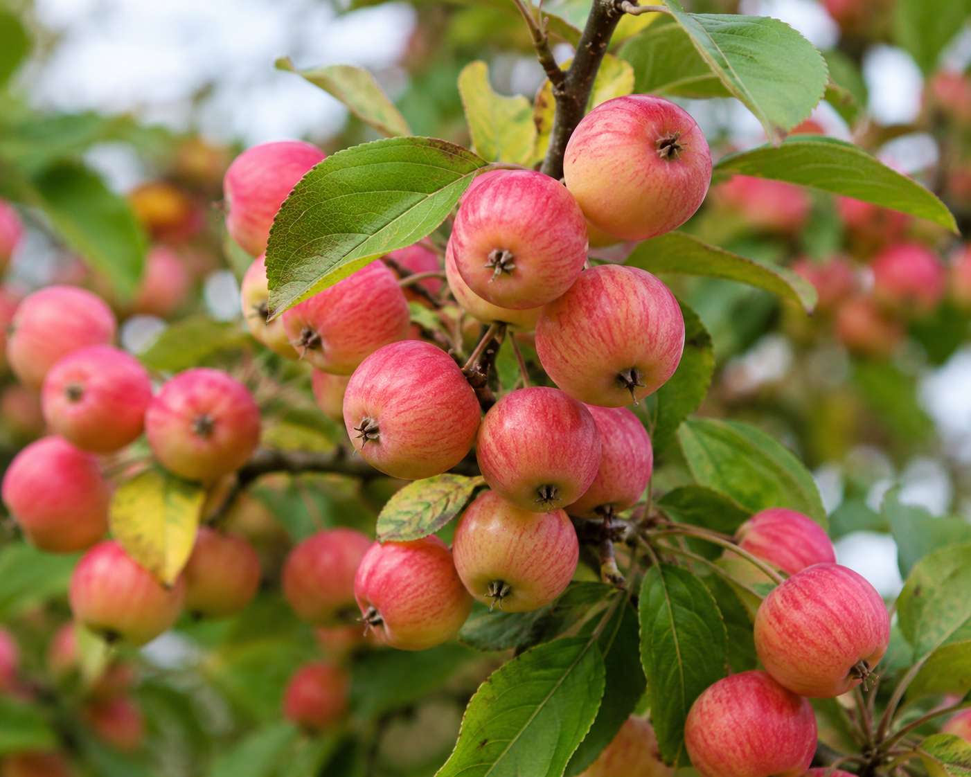 Malus Jelly King - crab apple - Half-Standard 2 Years