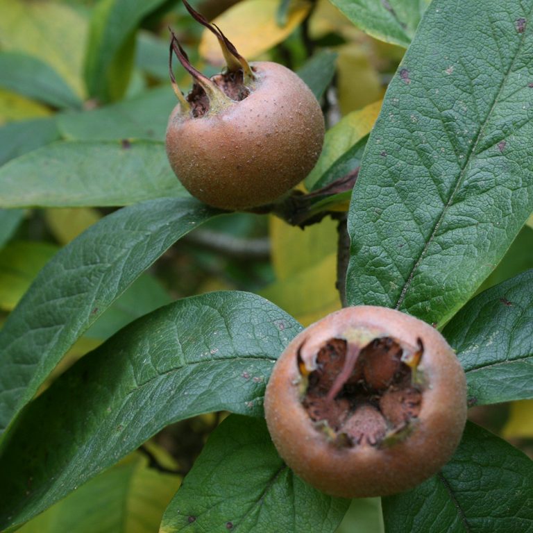 Nottingham Medlar