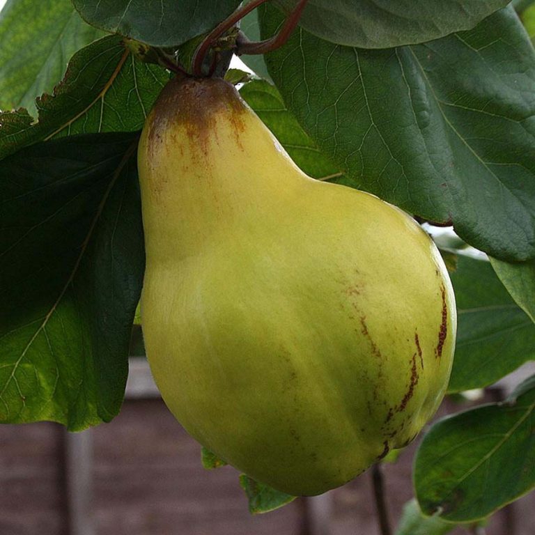 Meech's Prolific Quince - Half-Standard