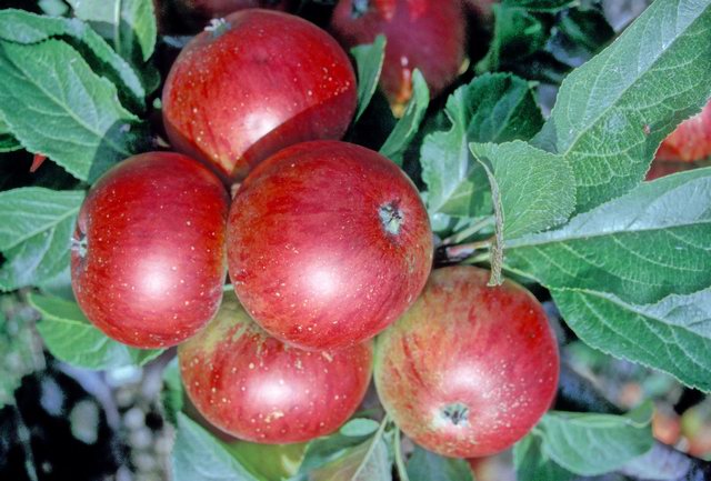 Merton Worcester Apple - Stepover