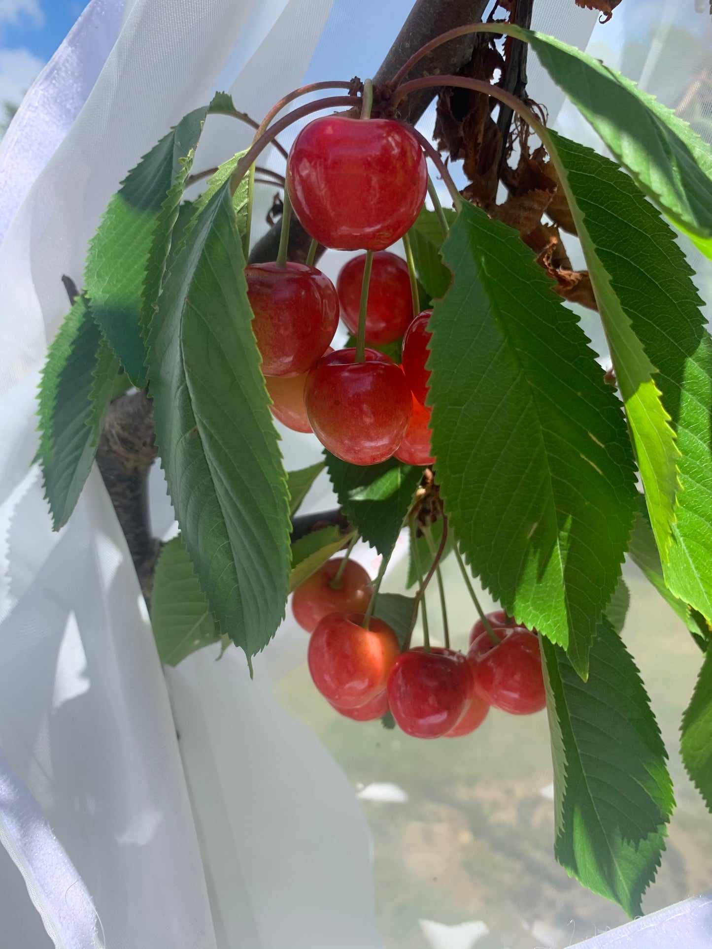 Napoleon Bigarreau Cherry - FAN Trained