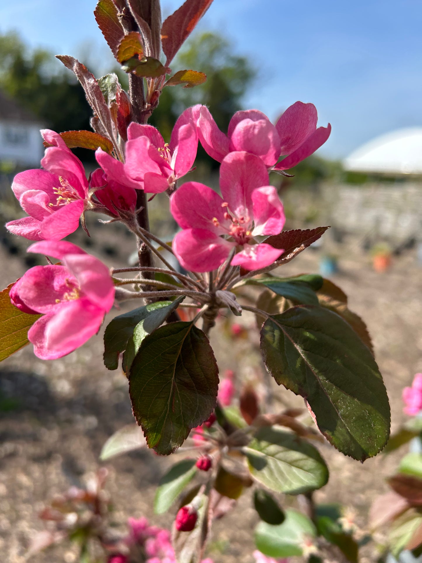 Neville Copeman Crab Apple - Bush