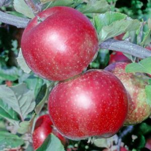 Newton Wonder Apple - Half-Standard MM106