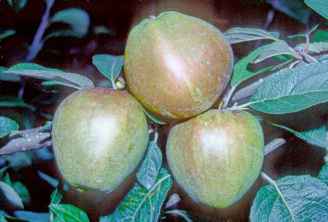 Nutmeg Pippin Apple - Patio (Dwarf) Tree