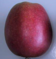 Oaken Pin Apple MM111 - Half Standard