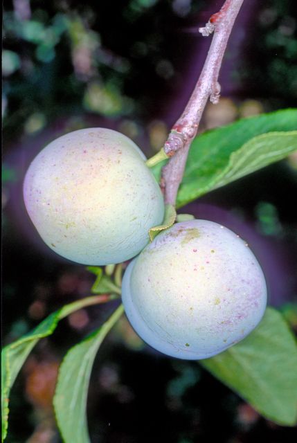 Old English Greengage - Half-Standard