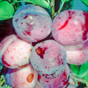 Opal Plum - Half-Standard