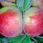 Peasgood Nonsuch apple tree