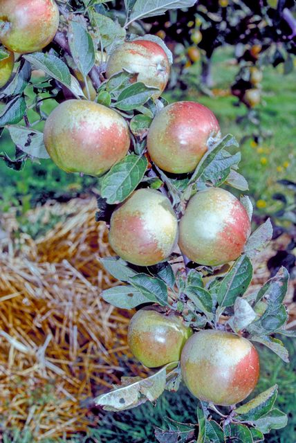 Pinner Seedling Apple - Bush