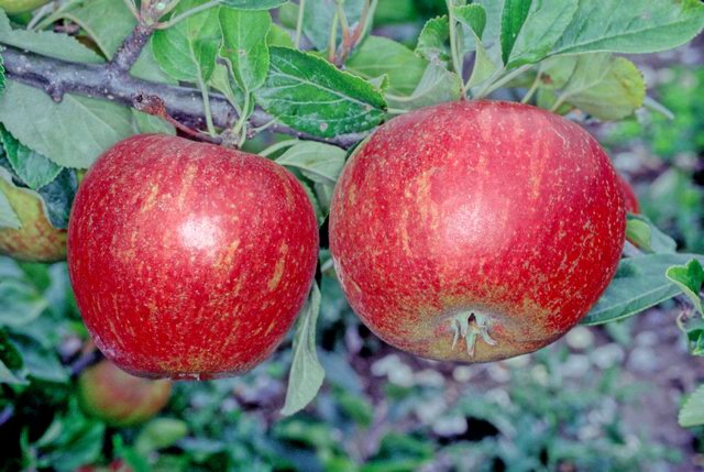 Red Charles Ross Apple - Patio (Dwarf) Tree