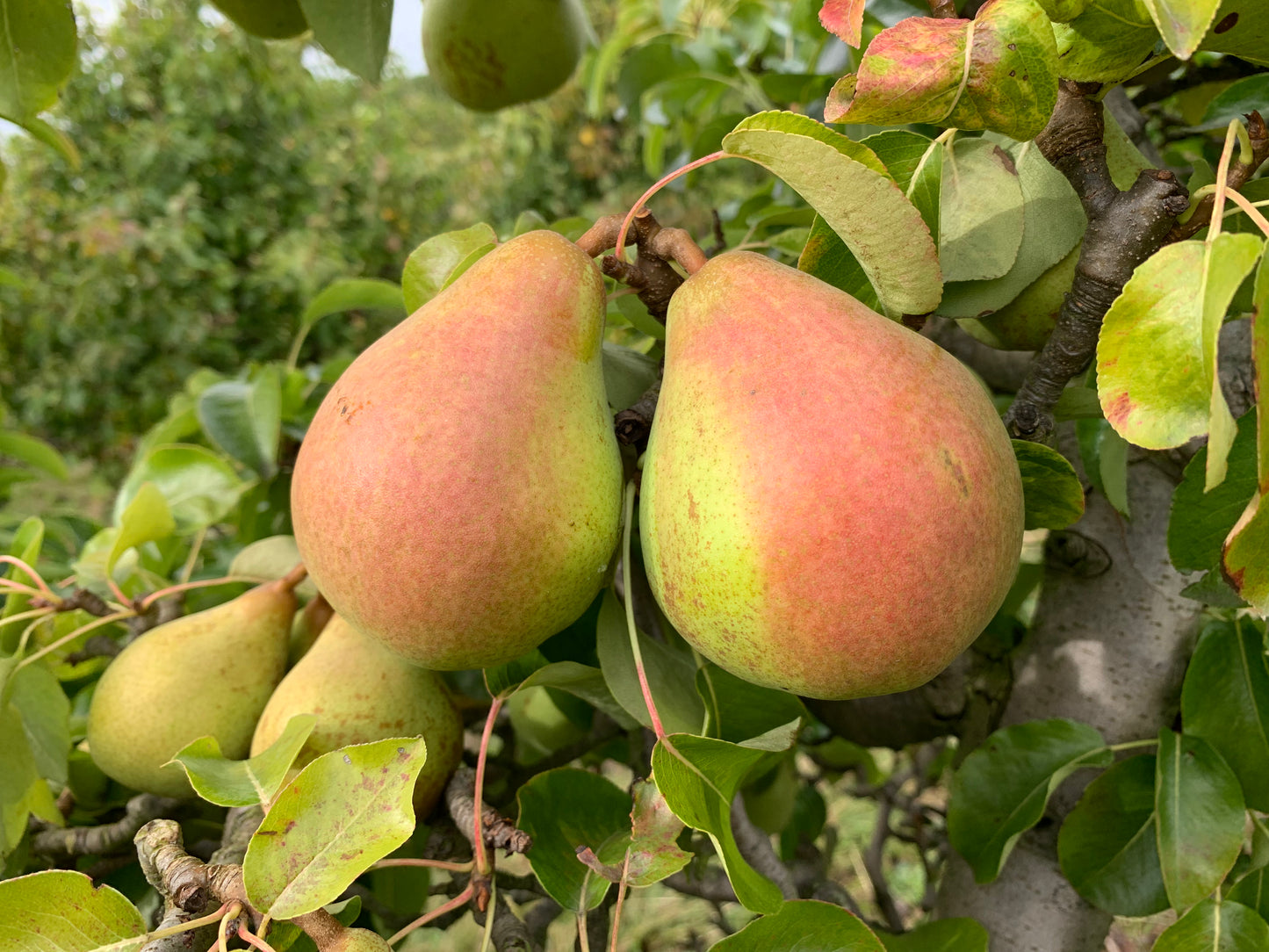 Robin Pear - Espalier (1 Tier)
