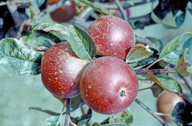 Rubens Apple - Bush MM106