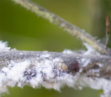 WOOLLY APHID