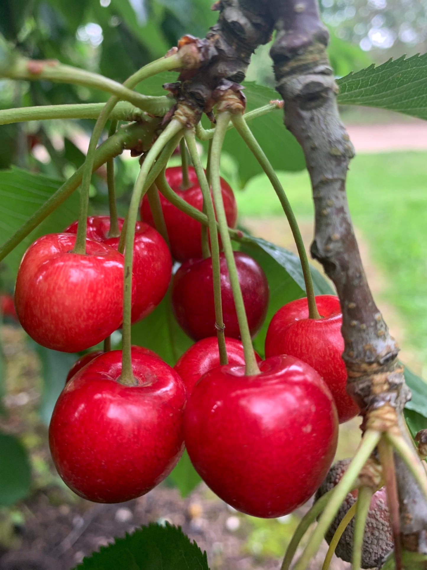 Stella Cherry - Bush