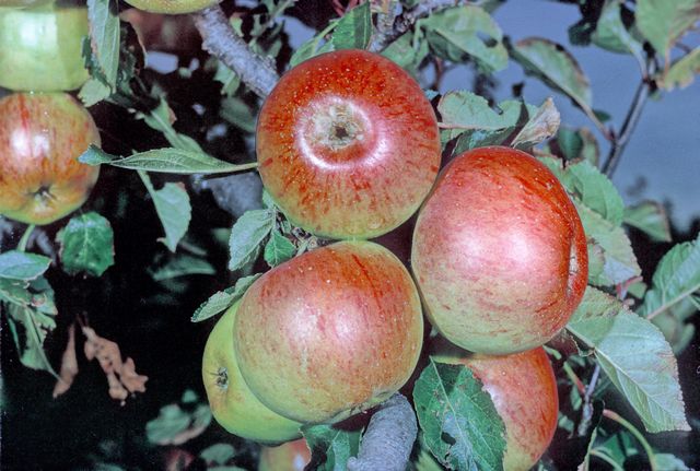 Sunset Apple MM111 - Half Standard