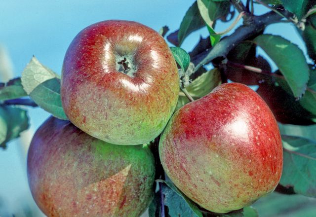 Sussex Duck's Bill Apple - 1 Tier Espalier