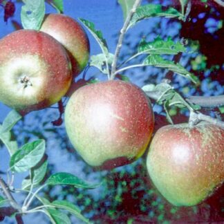 Tydeman's Late Orange Apple - Bush