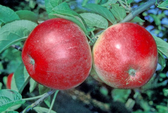 Tydeman's Early Worcester Apple - Bush
