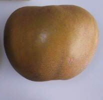 Wheeler's Russet Apple - (Dwarf) Patio Tree