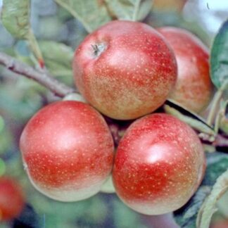 William Crump Apple MM111 - Half Standard