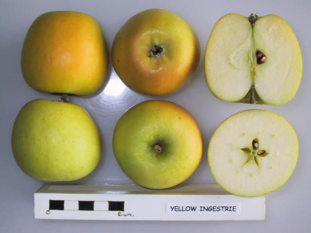 Yellow Ingestre Apple - Espalier (1 Tier)