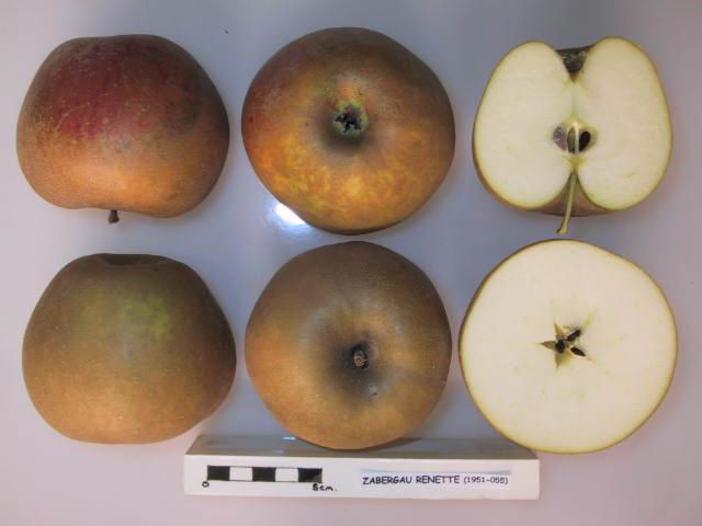 Zabergeau Reinette Apple - Half-Standard MM111