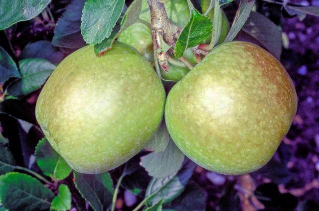 American Summer Pearmain Apple - Half-Standard MM106