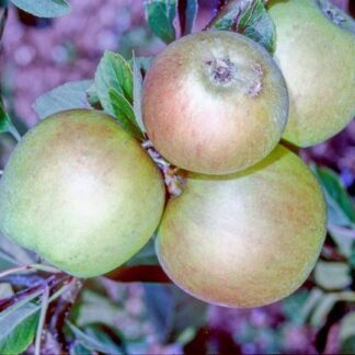Barnack Beauty Apple - Stepover (Mature Specimen)