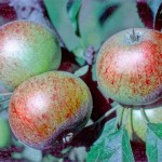 Beauty of Bath Apple -  Half-Standard MM106