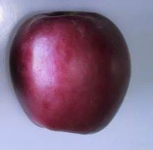 Burgundy Apple - Half-Standard MM106
