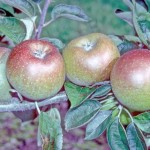 Court Pendu Plat Apple - Half-Standard MM106