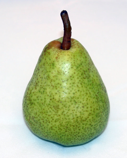 Glou Morceau Pear - Bush