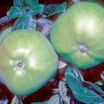 Grenadier Apple - Stepover (Mature Specimen)